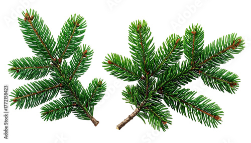 Two vibrant fir branches isolated on a plain, dark backdrop