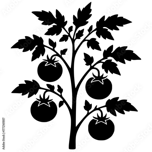 Tomato tree silhouette