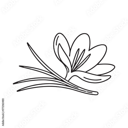 Simple line drawing of a crocus flower with leaves