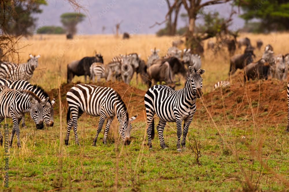 Obraz premium Serengeti National Park, Tanzania: A Zebra Herd Grazing with Wildebeest on the African Savannah
