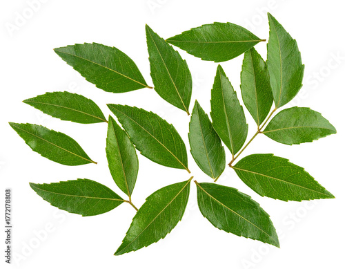 Dried Curry Leaves Isolated on White Background