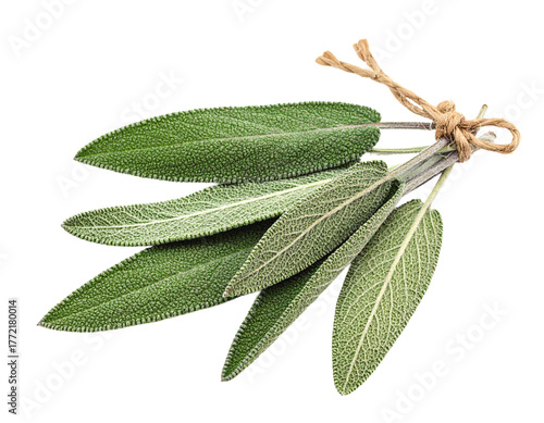 Fresh Sage Leaves on White Background