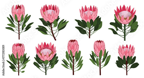 Botanical illustrations featuring a variety of blooming pink protea flowers with lush green leaves and sturdy stems, isolated on white.