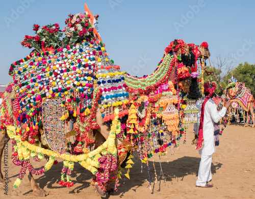 Decorative camel ready for the race in Camel Festival or mela.