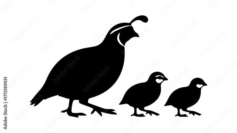 Fototapeta premium Quail family silhouette with transparent background