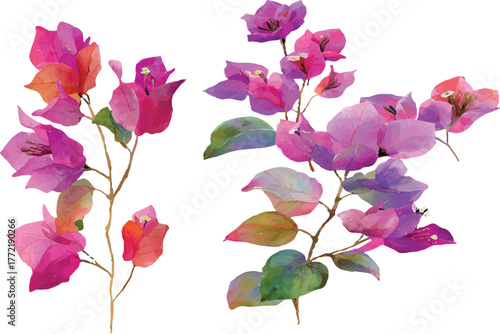 pink rose petals isolated on white