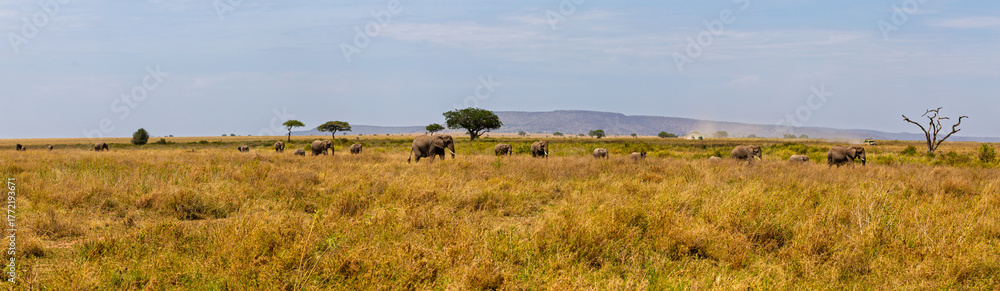 Obraz premium Serengeti National Park, Tanzania: Elephant Herd Grazing in the Golden Savanna During Dry Season