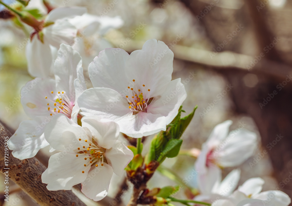 Fototapeta premium ソメイヨシノ桜5ー30