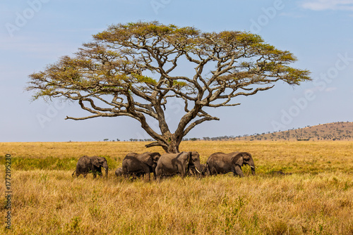 Serengeti National Park, Tanzania: Elephant Family Beneath an Acacia Tree in the Golden Savanna