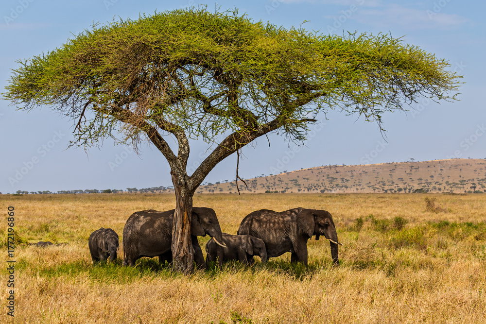 Naklejka premium Serengeti National Park, Tanzania: Elephant Family Sheltering Under an Acacia Tree in the Savanna