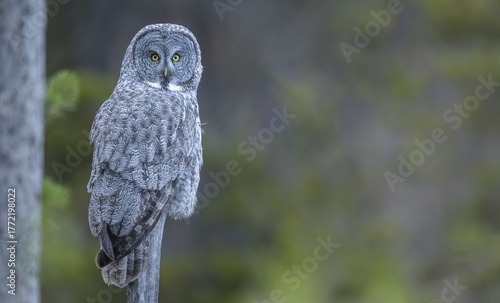 Majestic Great Gray Owl Perched!