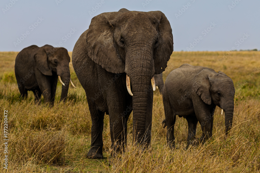 Obraz premium Serengeti National Park, Tanzania: African Elephant Family on the Savanna