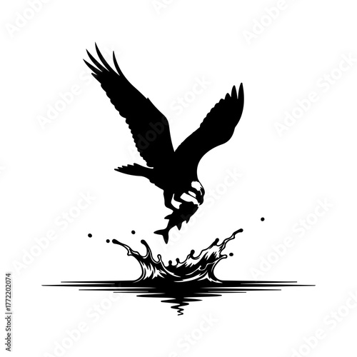 Osprey diving for fish with transparent background