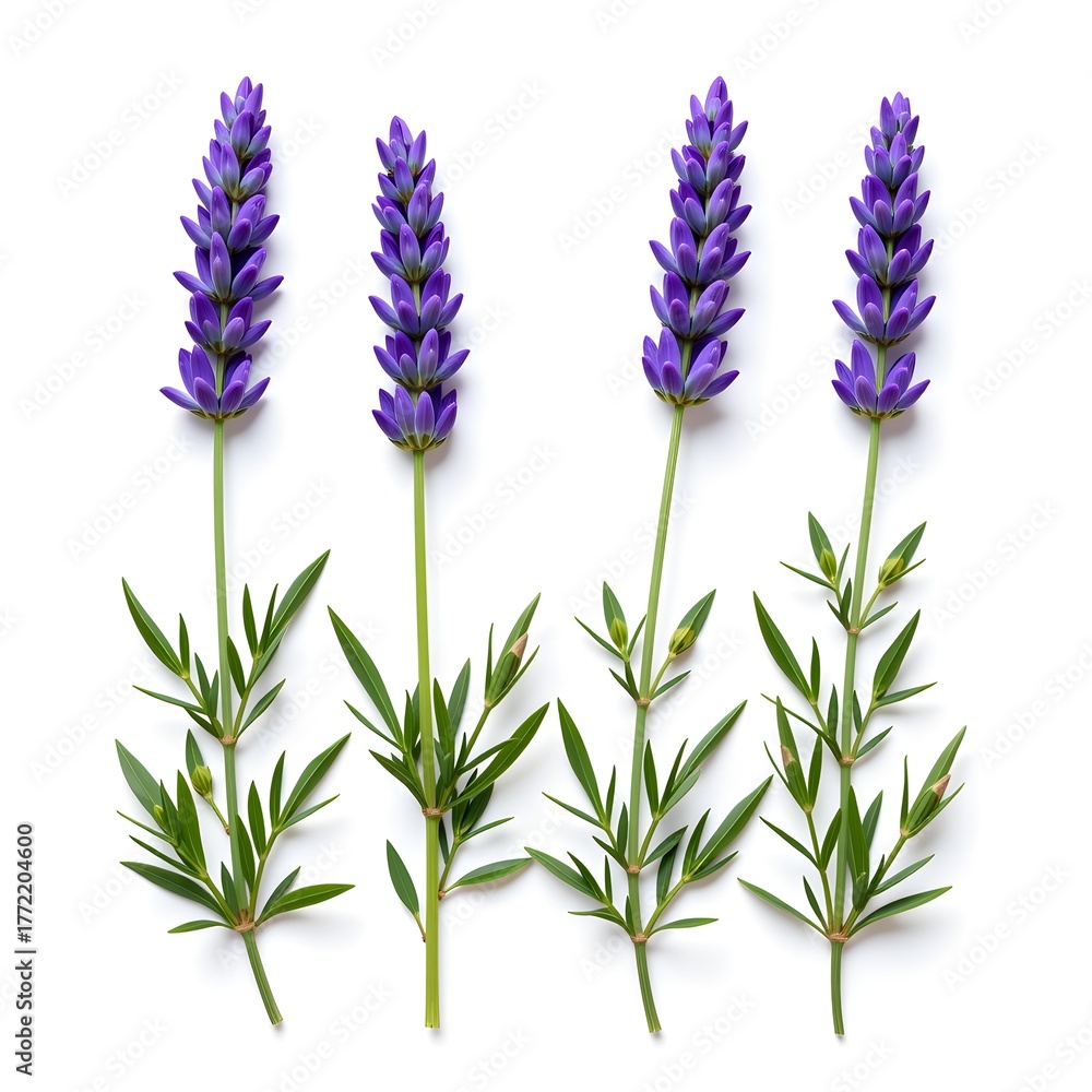 Fototapeta premium Vibrant Purple Flower Stems with Green Leaves Isolated on White Background for Nature Photography and Floral Designs