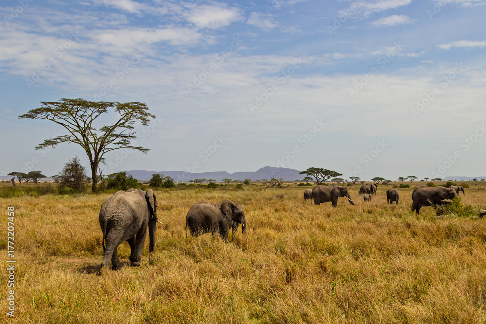 Fototapeta premium Serengeti National Park, Tanzania: An Elephant Herd Grazing on the African Savanna.