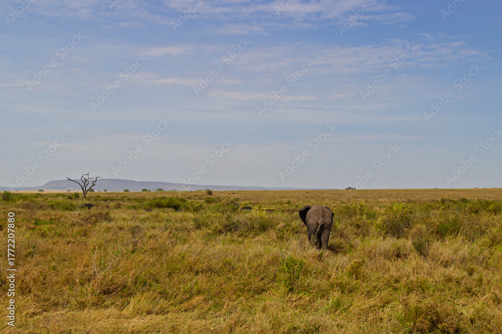 Naklejka premium Serengeti National Park, Tanzania: Lone Elephant on the African Savanna