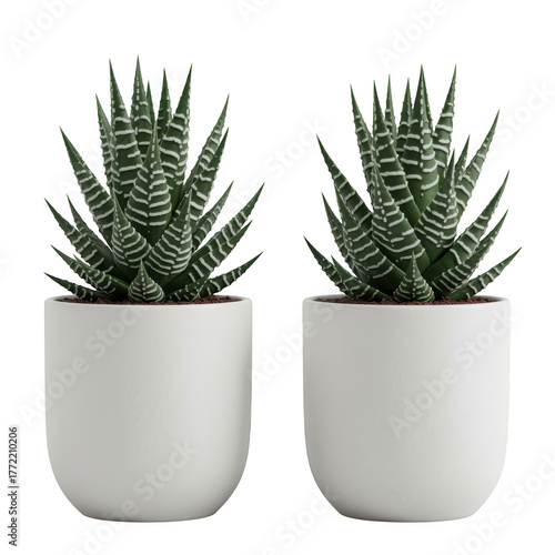 Two haworthia zebra plants in white pots isolated on transparent background
