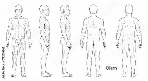 Human anatomy illustration showcasing front side and back side views of the body.