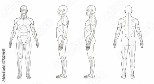 Human Anatomy Illustration - Detailed Muscular System Depiction from Multiple Angles.