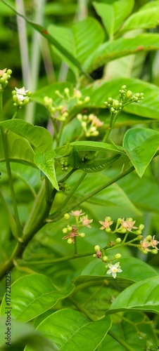 Allophylus and The Hidden Healing Herb