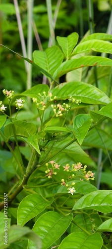 Allophylus and The Hidden Healing Herb