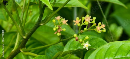 Allophylus and The Hidden Healing Herb