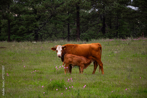 Vacas en los llanos
