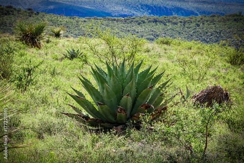Maguey Cenizo