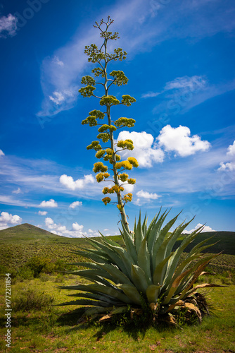 Maguey Cenizo en Floración