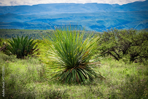 Sotol (Dasylirion) o Flor del Desierto