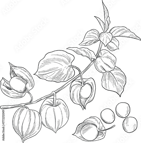 Hand Drawing Botanical Sketch of Cape Gooseberry Plant