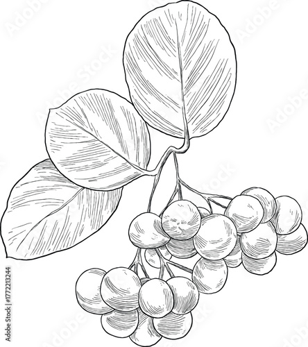 Chokeberry (Aronia) Botanical Hand Drawing Sketch