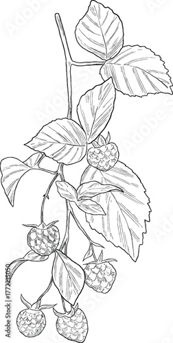 Hand Drawing Botanical Sketch of raspberry Fruit