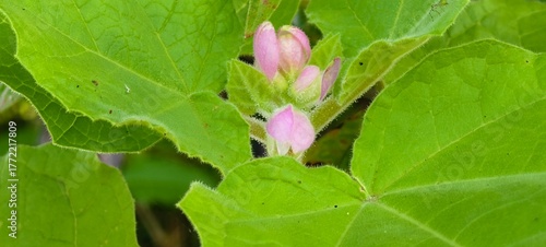 Chelone Plant: The Hidden Beauty of Turtlehead Flowers