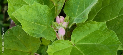 Chelone Plant: The Hidden Beauty of Turtlehead Flowers