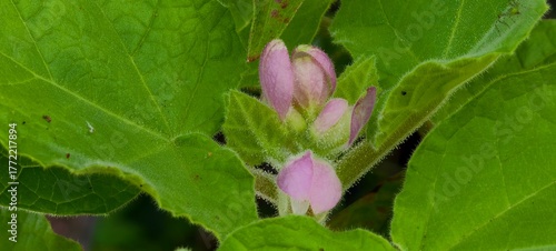 Chelone Plant: The Hidden Beauty of Turtlehead Flowers