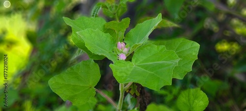 Chelone Plant: The Hidden Beauty of Turtlehead Flowers
