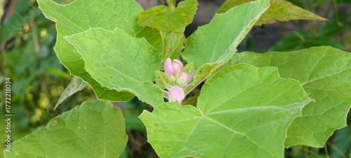 Chelone Plant: The Hidden Beauty of Turtlehead Flowers