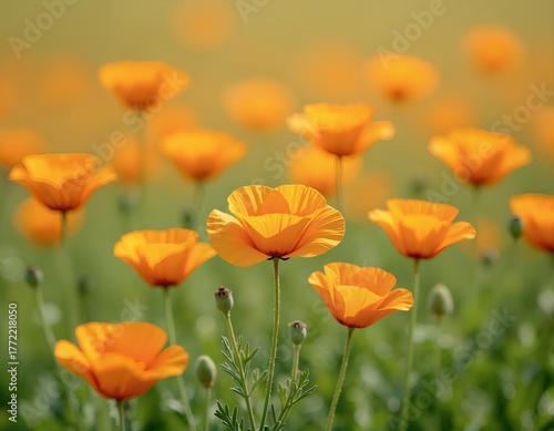 A field of bright orange poppies with a blurred background