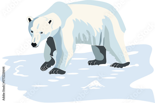 Polar bear vector illustration