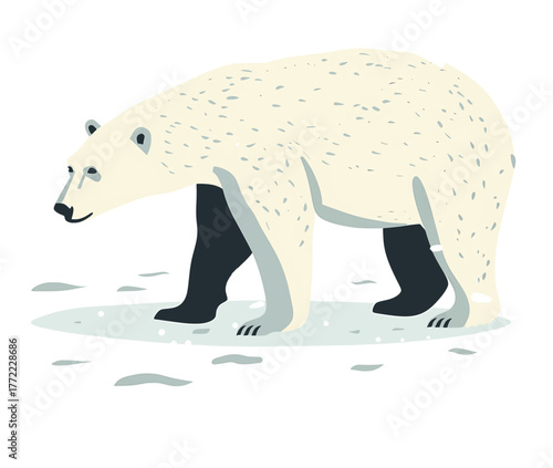 Polar bear vector illustration