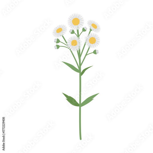 かわいいヒメジョオンのイラスト