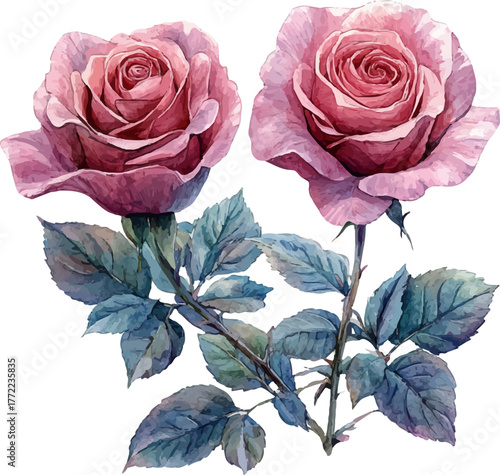 roses on a white background