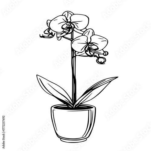 Capture the timeless charm of nature with this detailed potted orchid vector. Perfect for floral prints, gardening products, or wellness brand visuals.