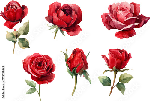 set of red roses isolated