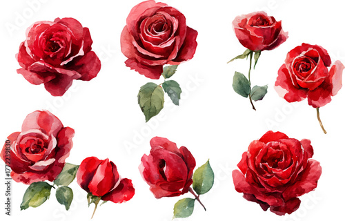 watercolor red pink rose flower clipart