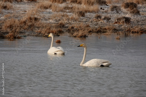 Whooping swans on a lake near the village of Kosh-Agach, Altai Republic, Western Siberia
