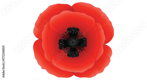 A red poppy flower with black center, a symbol of remembrance and respect for veterans