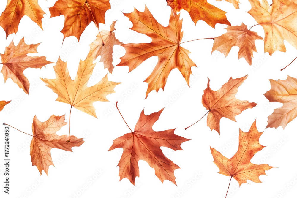 Fototapeta premium Autumn maple leaves falling isolated on a transparent background
