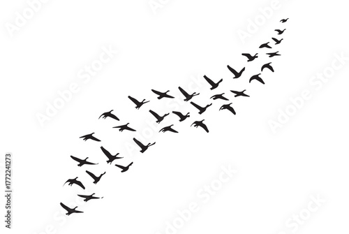 A silhouette of a large flock of birds in flight, arranged in a V-shaped formation, moving upwards and to the right.